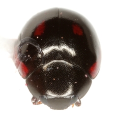 Hyperaspis lateralis