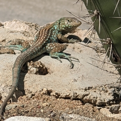 Aruba Whiptail photo 2