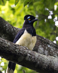 Plush-Crested Jay photo 4