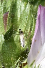 Gampsocoris