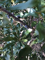 Morella cerifera image