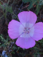 Clarkia lewisii