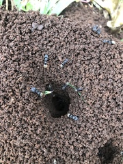 Camponotus cinctellus