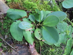 Peperomia obtusifolia