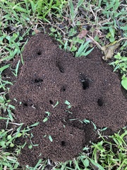 Camponotus cinctellus