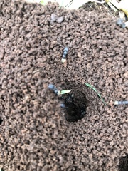 Camponotus cinctellus