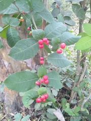 Rauvolfia tetraphylla