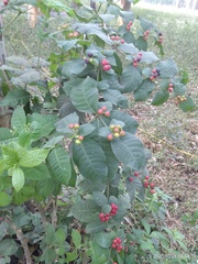 Rauvolfia tetraphylla