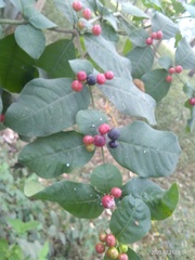 Rauvolfia tetraphylla