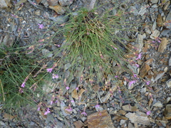 Dianthus langeanus