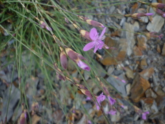 Dianthus langeanus