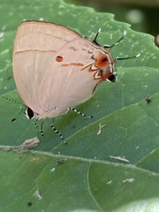 Iaspis andersoni