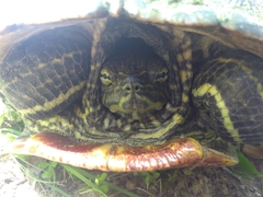 Trachemys scripta troostii
