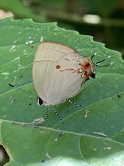 Iaspis andersoni