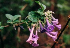 Iochroma cyaneum