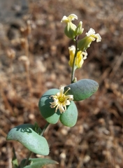 Streptanthus diversifolius