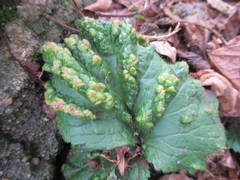 Cecidophyes nudus