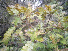 Weinmannia cymbifolia