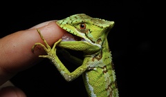 Laemanctus serratus