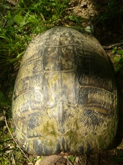 Trachemys scripta troostii