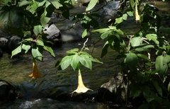 Brugmansia suaveolens