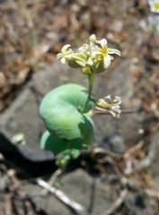 Streptanthus diversifolius