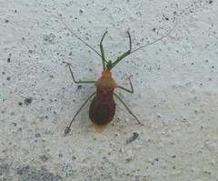 Ploeogaster