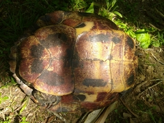 Trachemys scripta troostii
