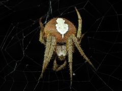 Eriophora