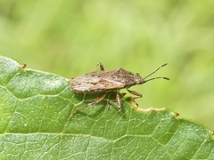 Rhypodes