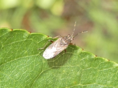 Rhypodes