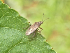 Rhypodes