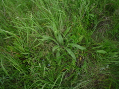 Plantago urvillei