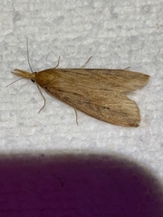 Schoenobius gigantella