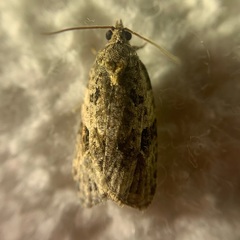 Apotomis lineana