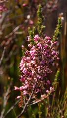 Erica placentiflora