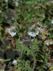 Phacelia egena