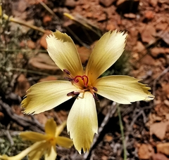 Dianthus caespitosus