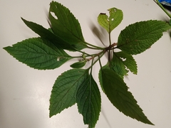 Plectranthus fruticosus