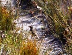 Mirafra apiata marjoriae