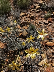 Dianthus caespitosus