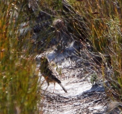 Mirafra apiata marjoriae