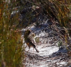 Mirafra apiata marjoriae