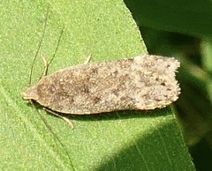 Anacampsis populella