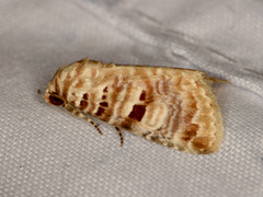 Diastema tigris