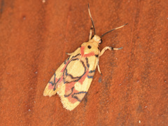 Nodozana hieroglyphica