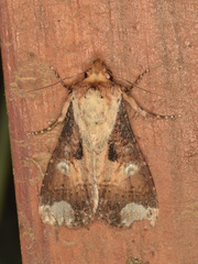 Condica imitata