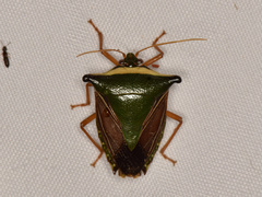 Edessa pictiventris