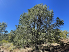 Pinus cembroides lagunae