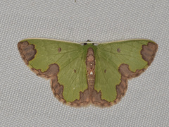 Chavarriella semiornata